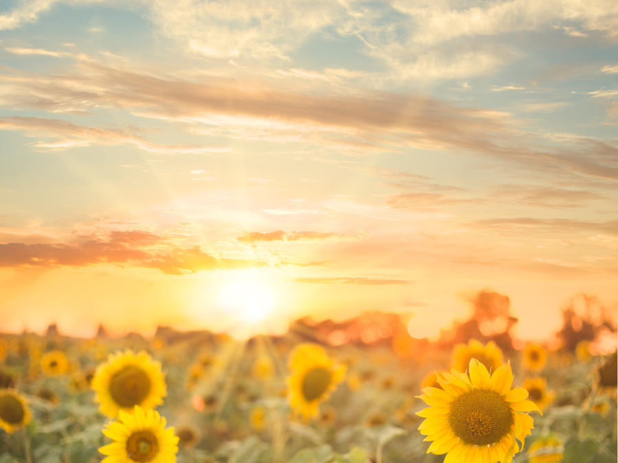 Top Tips for a Sparkling Summer Home